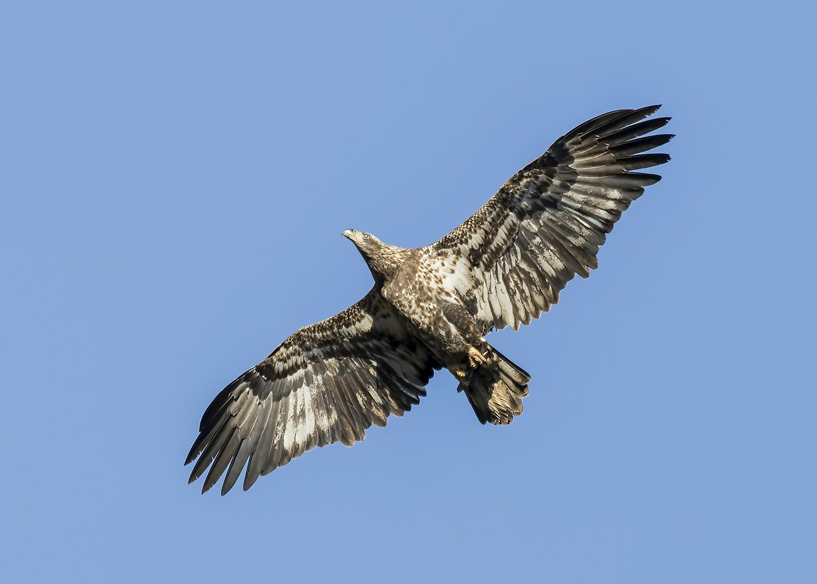 Águila en vuelo — Volamos alto para ver más lejos